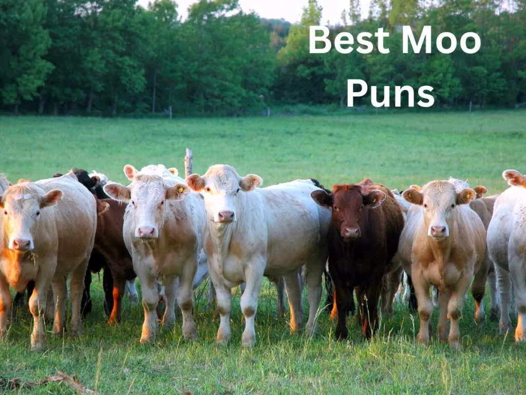 Best Moo Puns