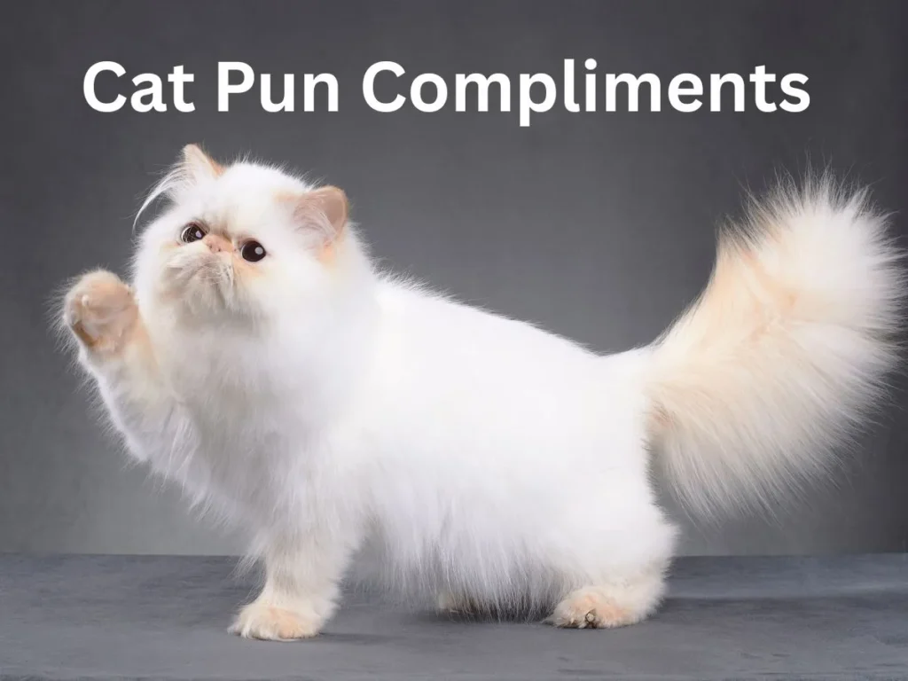 Cat Pun Compliments 