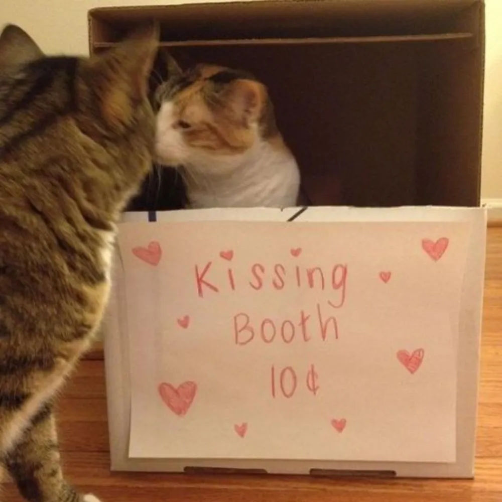 Cat Valentines Puns One Liners