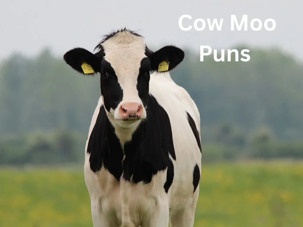 Cow Moo Puns