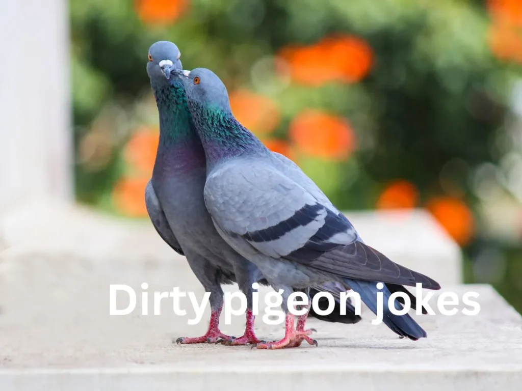 Dirty pigeon jokes