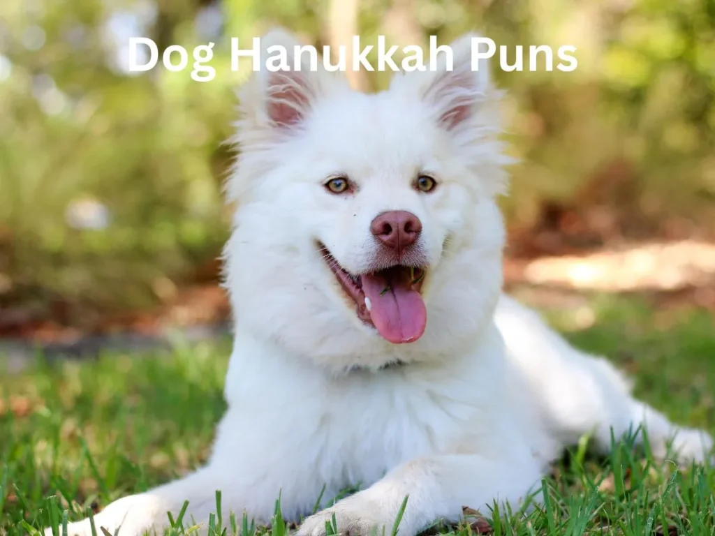 Dog Hanukkah Puns 