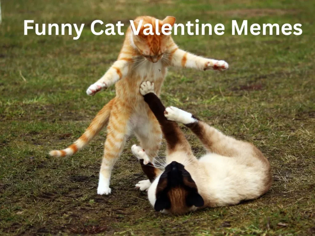 Funny Cat Valentine Memes