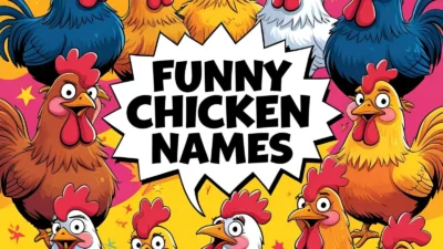Funny Chicken Names Puns