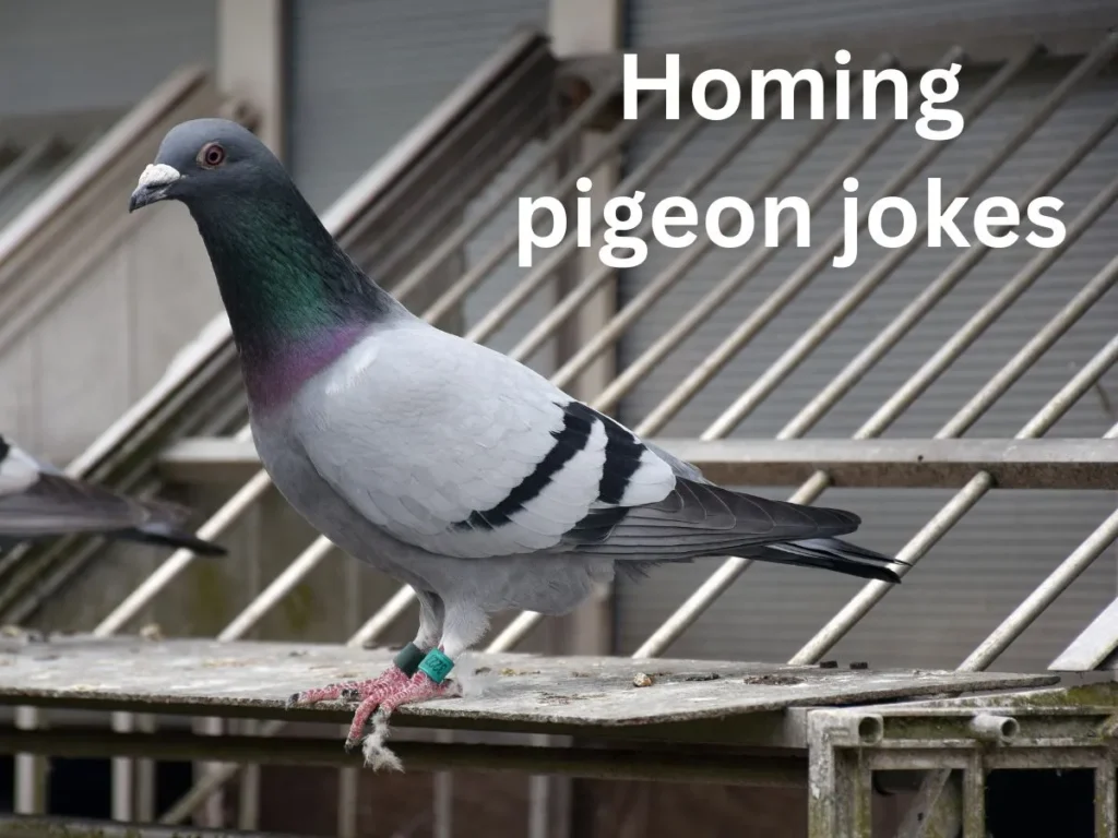 Homing pigeon jokes