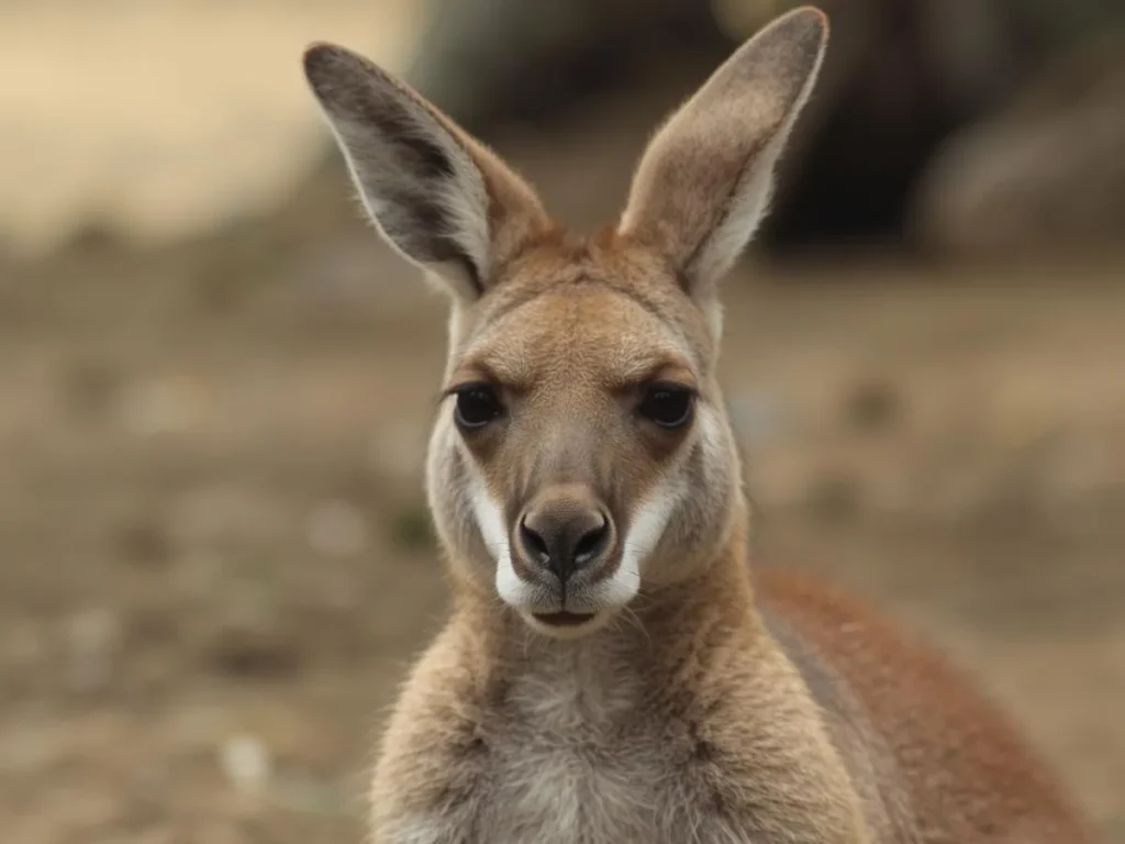 Kangaroo Jokes for Adults
