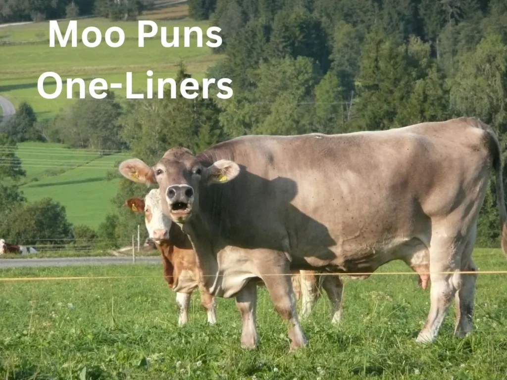 Moo Puns One-Liners