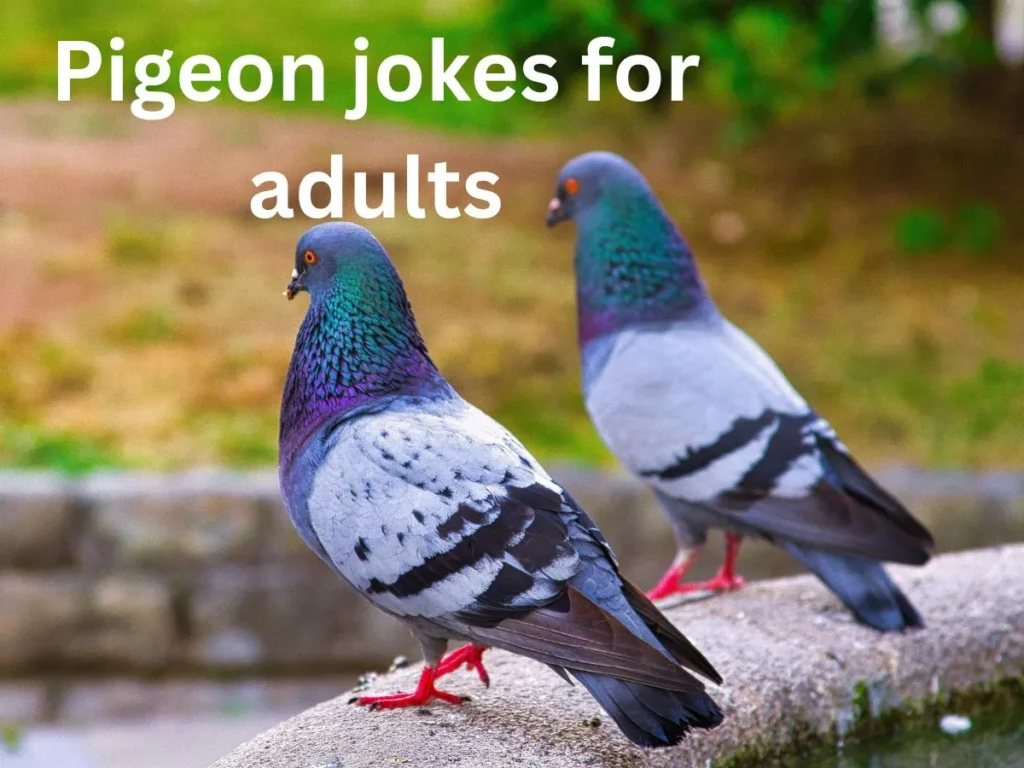 Pigeon jokes for adults