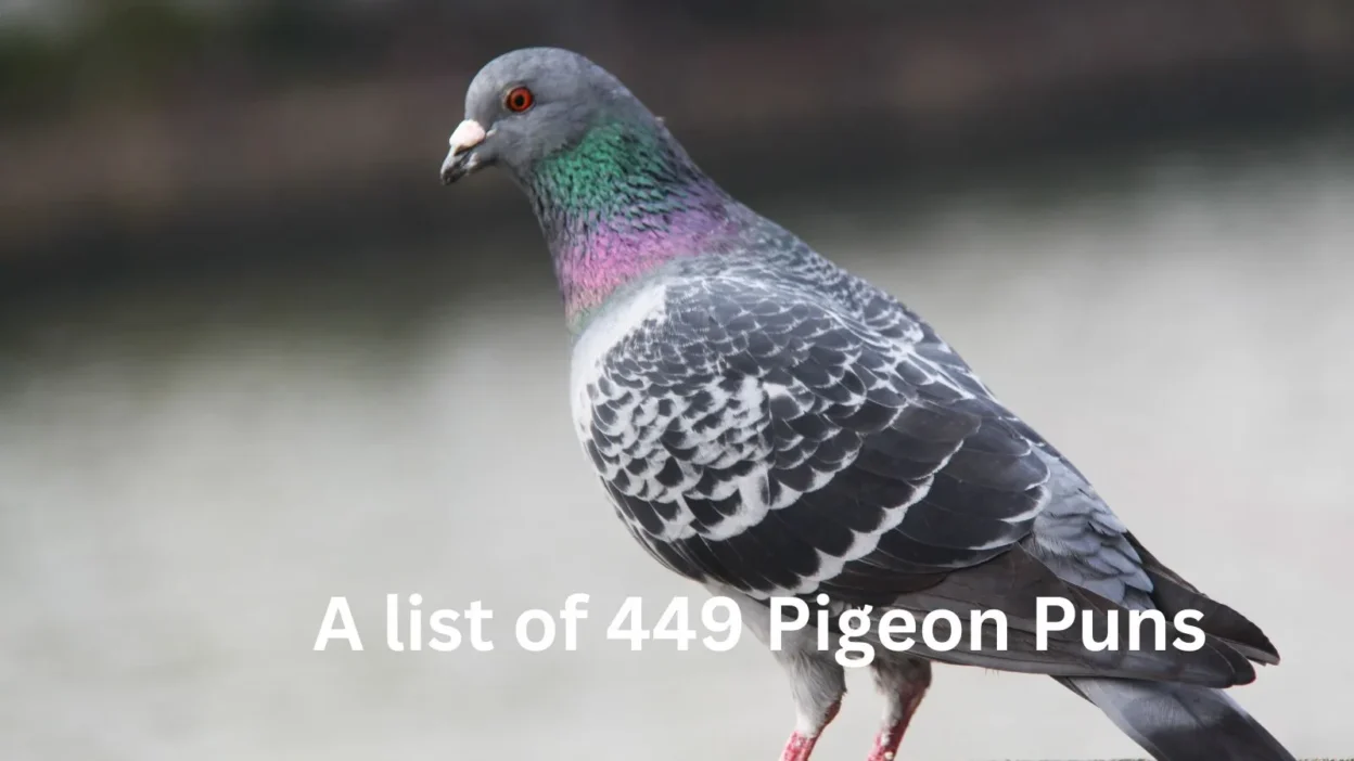 Pigeon Puns