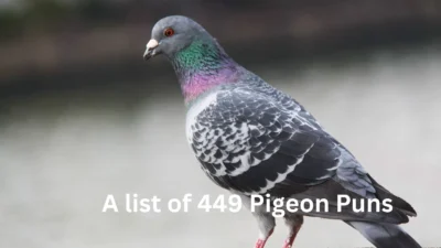 Pigeon Puns