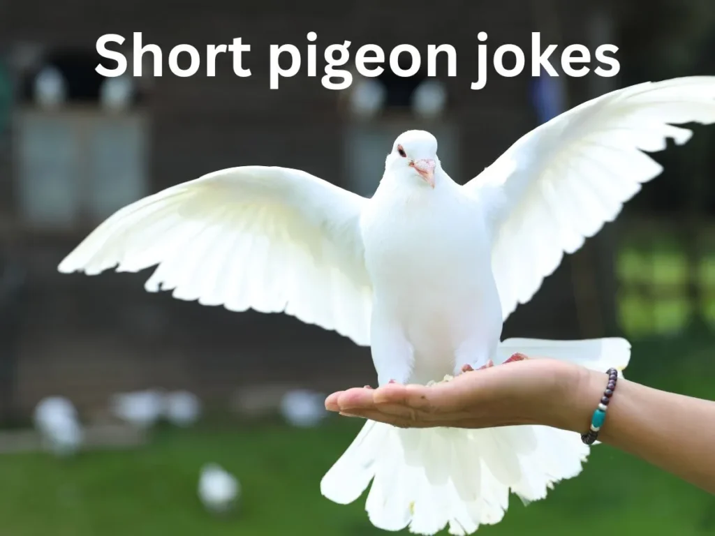 Short pigeon jokes