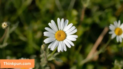 Daisy Puns