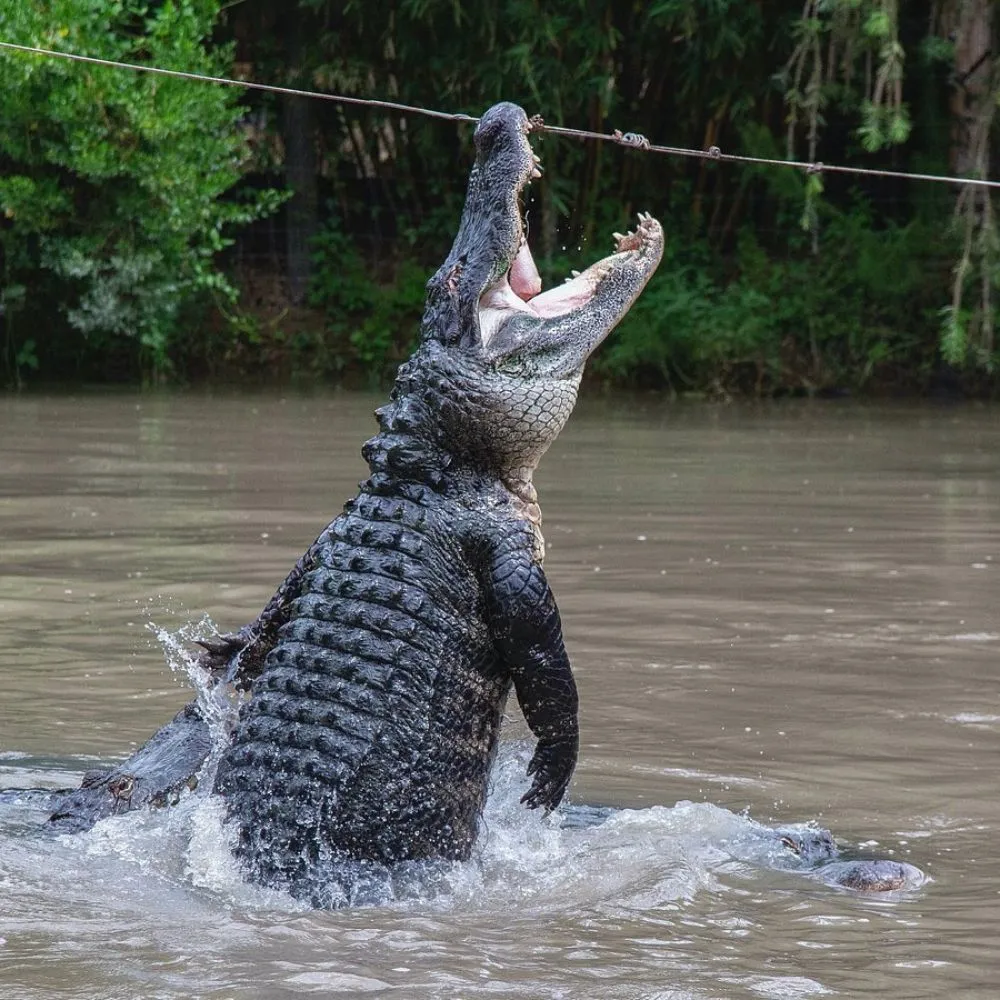 Jokes About Alligators