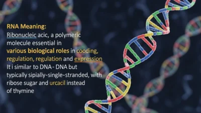 RNA Meaning